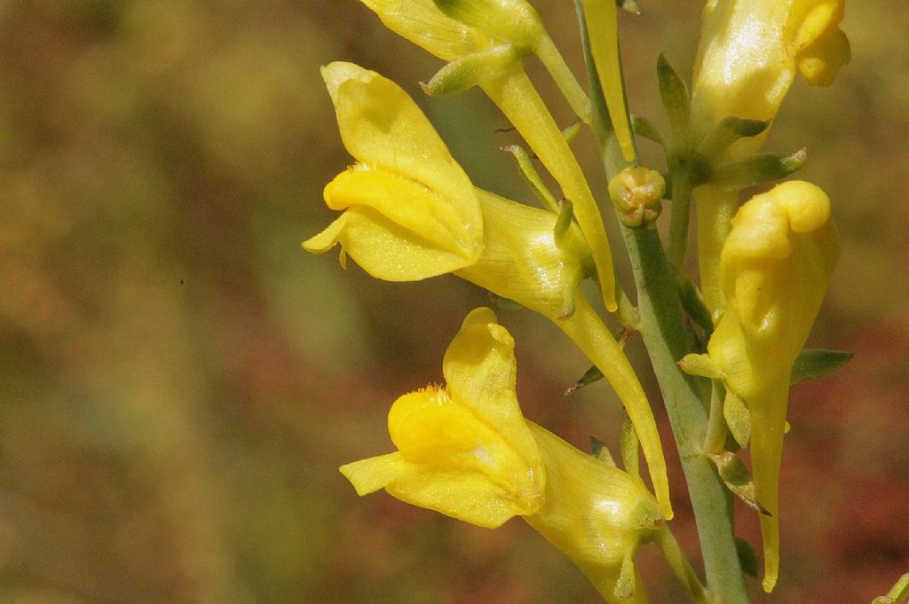 Linaria angustissima